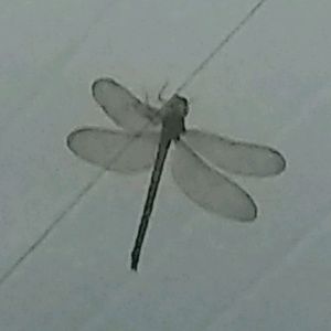 Meet your Posher, Lucia